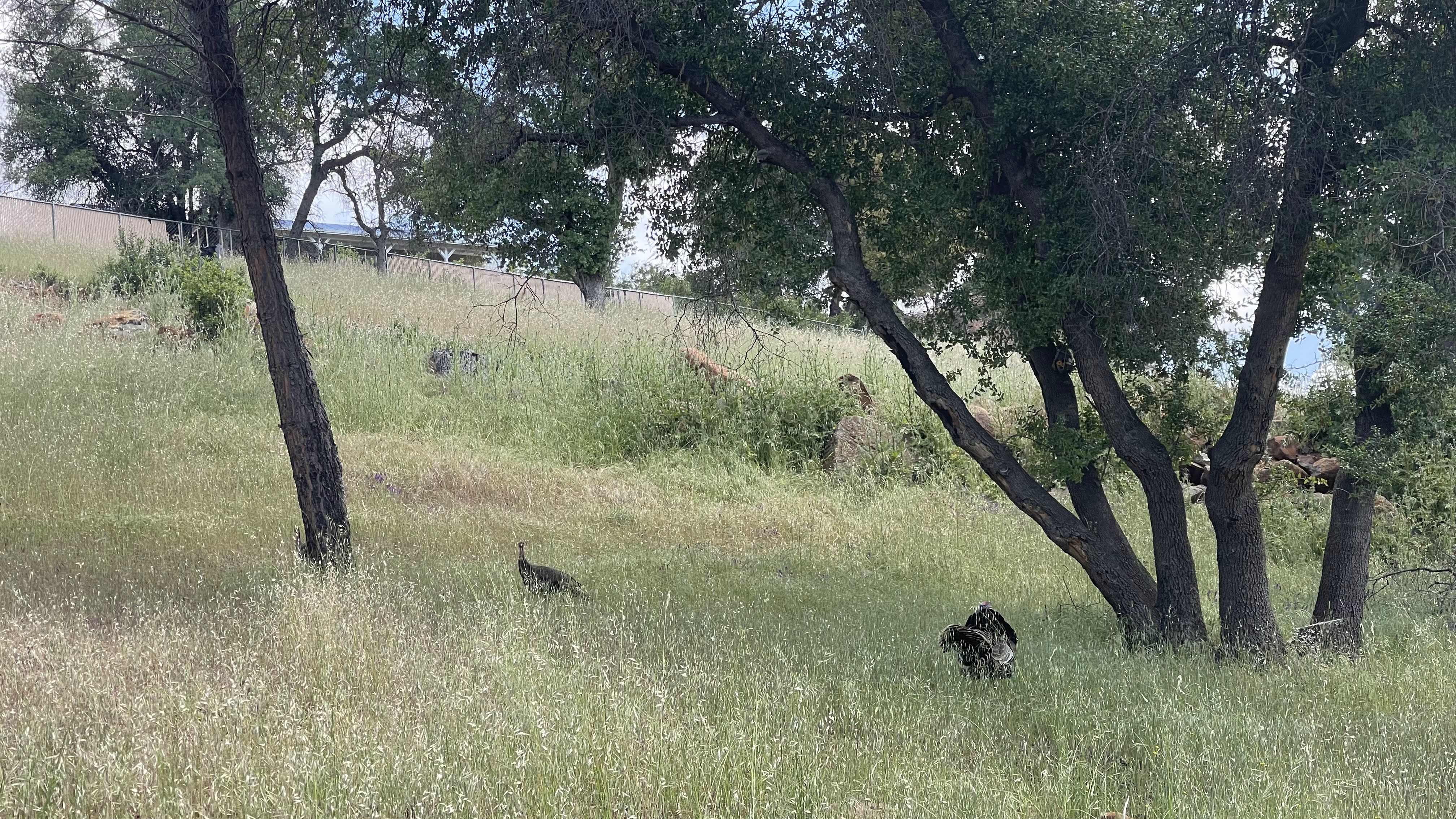 Remaining trees, tall grass and turkeys on the lot in May 2023; no surveyed boundary is indicated.